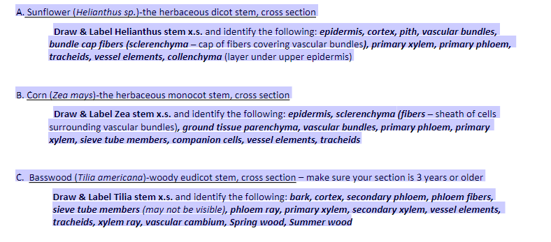 stem tracheids fibers vessels