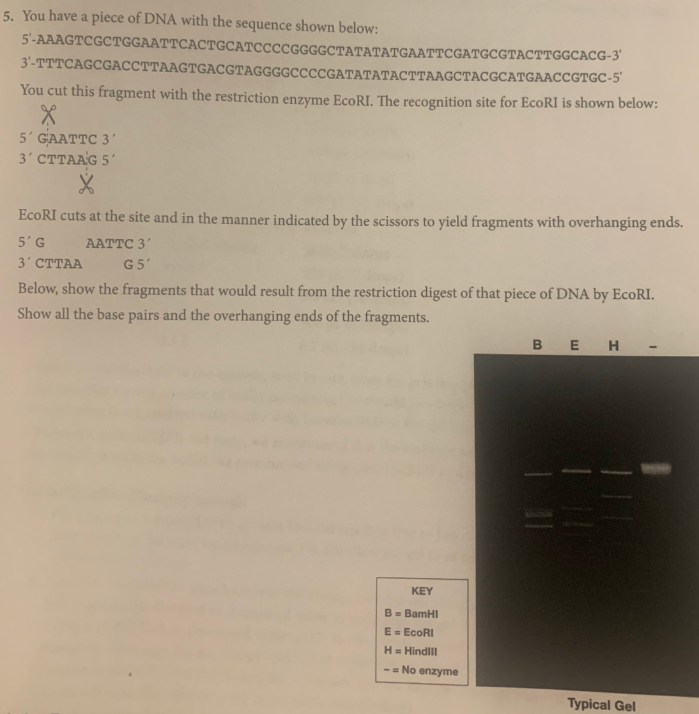 Solved 5. You have a piece of DNA with the sequence shown | Chegg.com