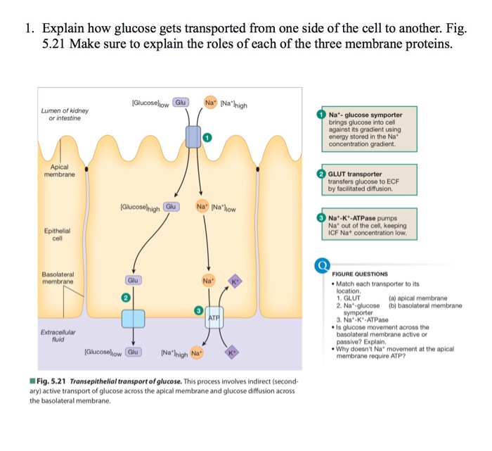 Solved 1. Explain how glucose gets transported from one side