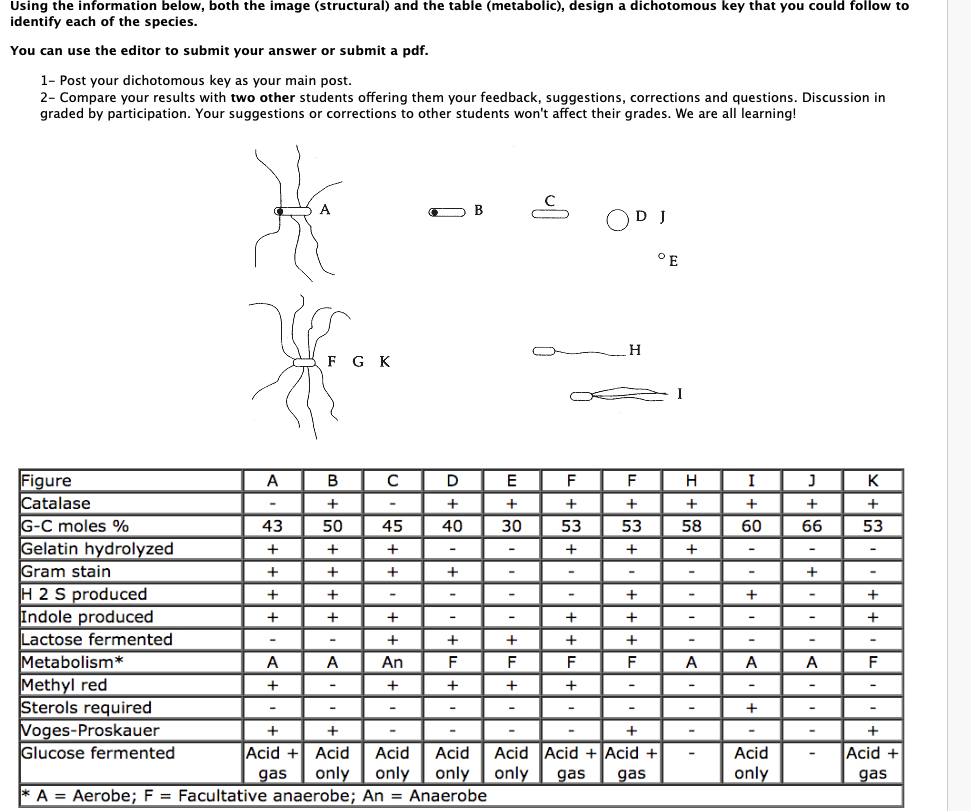 Ant Identification Dichotomous Key