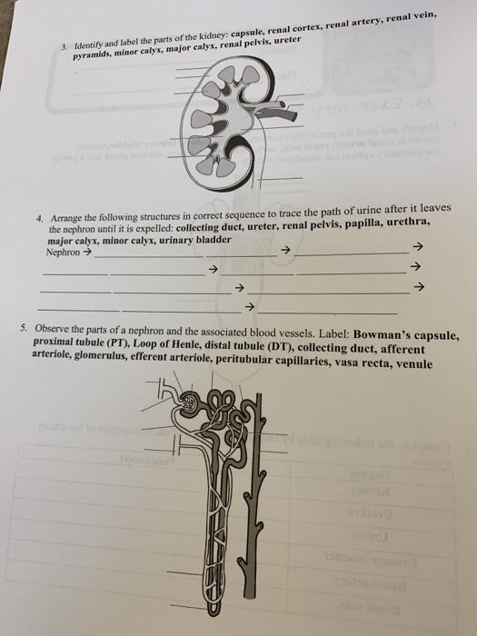 Solved Identify and label the parts of the kidney: capsule, | Chegg.com