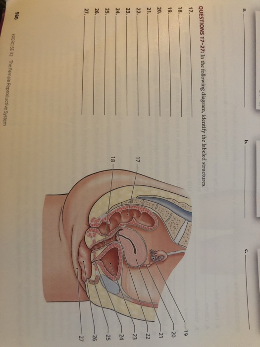 Solved 1. Explain why the urethra has both a reproductive | Chegg.com