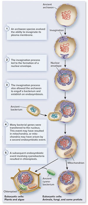 Solved Place the following organisms Into the geologic eon | Chegg.com