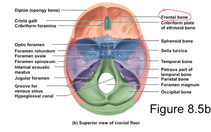 superior skull anatomy