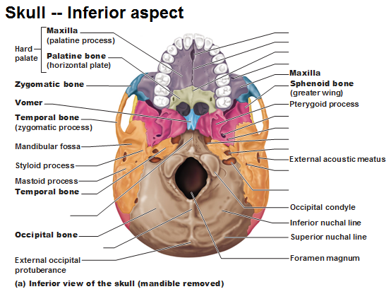 palatal process of maxilla