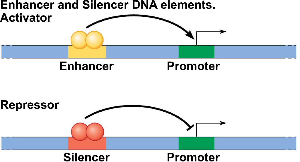 Solved Activator Enhancer Promoter Repressor Silencer | Chegg.com