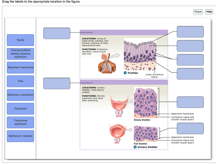 Drag the labels onto the diagram to identify structures associated with the  transitional epithelium of the urinary bladder (exam 2) Diagram