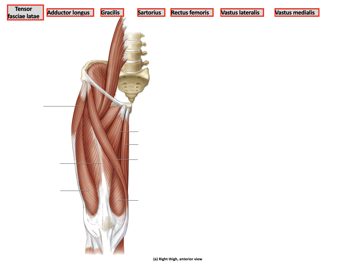 (a) kight thigh, anterior view