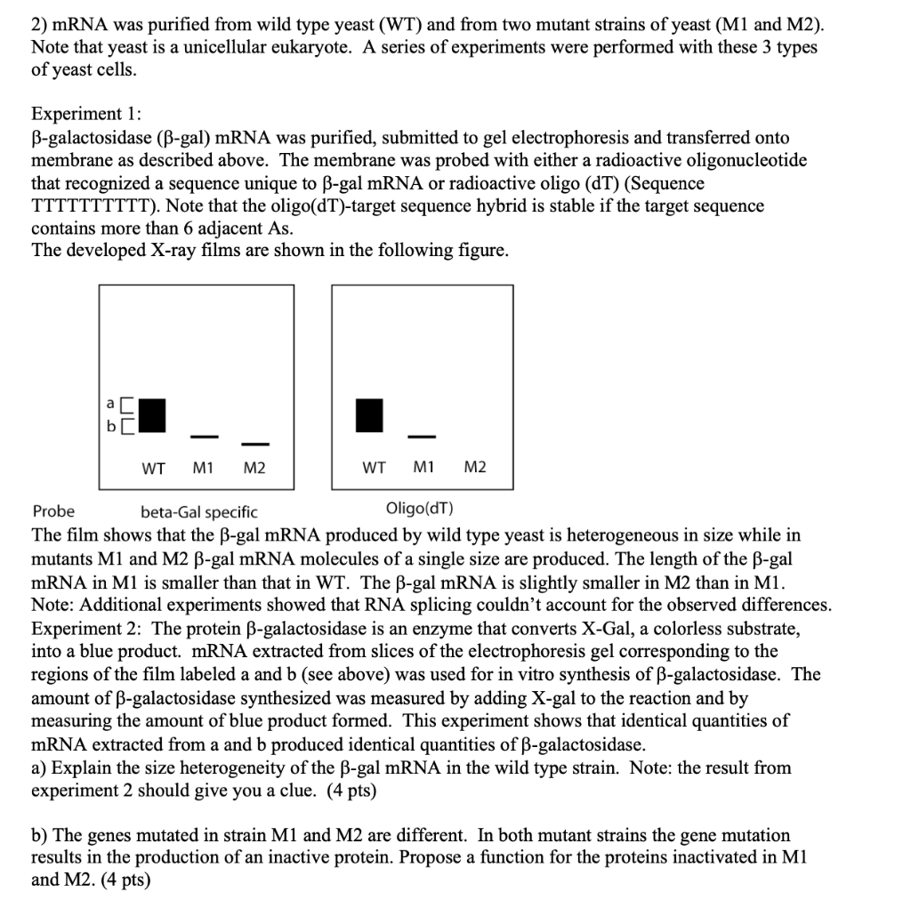 2) MRNA Was Purified From Wild Type Yeast (WT) And | Chegg.com