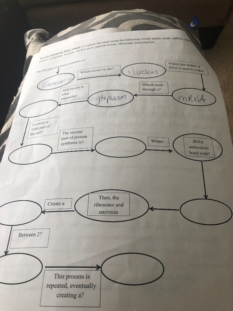 Fajarv Protein Synthesis Flow Chart Filled Out