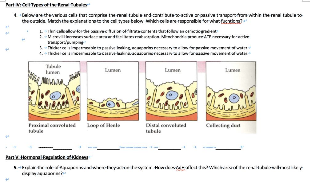 Solved Part IV: Cell Types of the Renal Tubules 4. Below are | Chegg.com