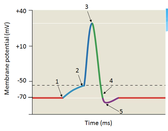 action potential graph labeled