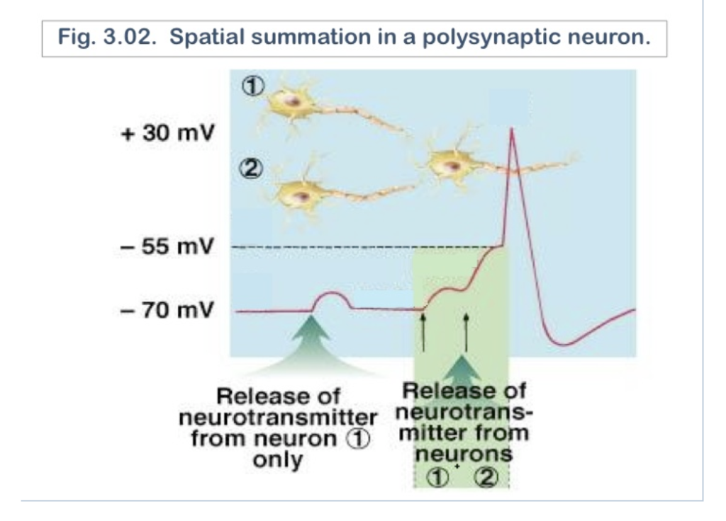 Solved The stimulation of the action potential in Figure
