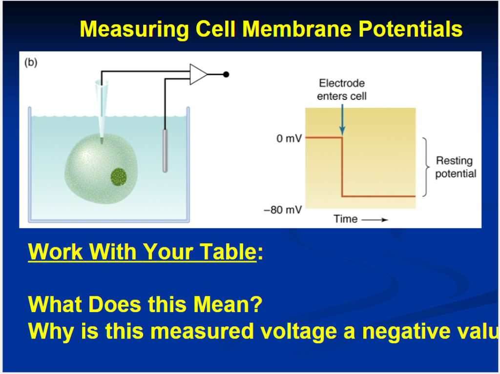 Solved Measuring Cell Membrane Potential:s Electrode enters | Chegg.com
