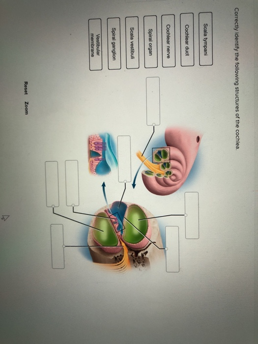 Solved: Correctly Identify The Following Structures Of The... | Chegg.com