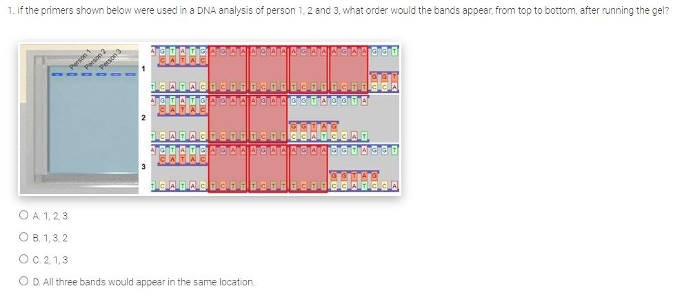 Solved 1 If The Primers Shown Below Were Used In A Dna A Chegg Com