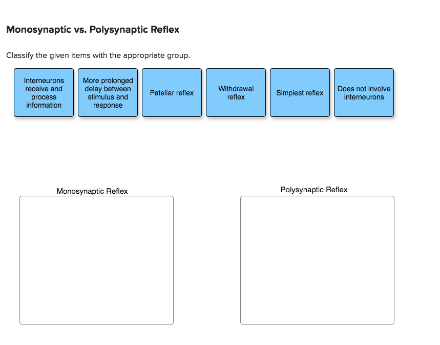 Monosynaptic And Polysynaptic Reflex