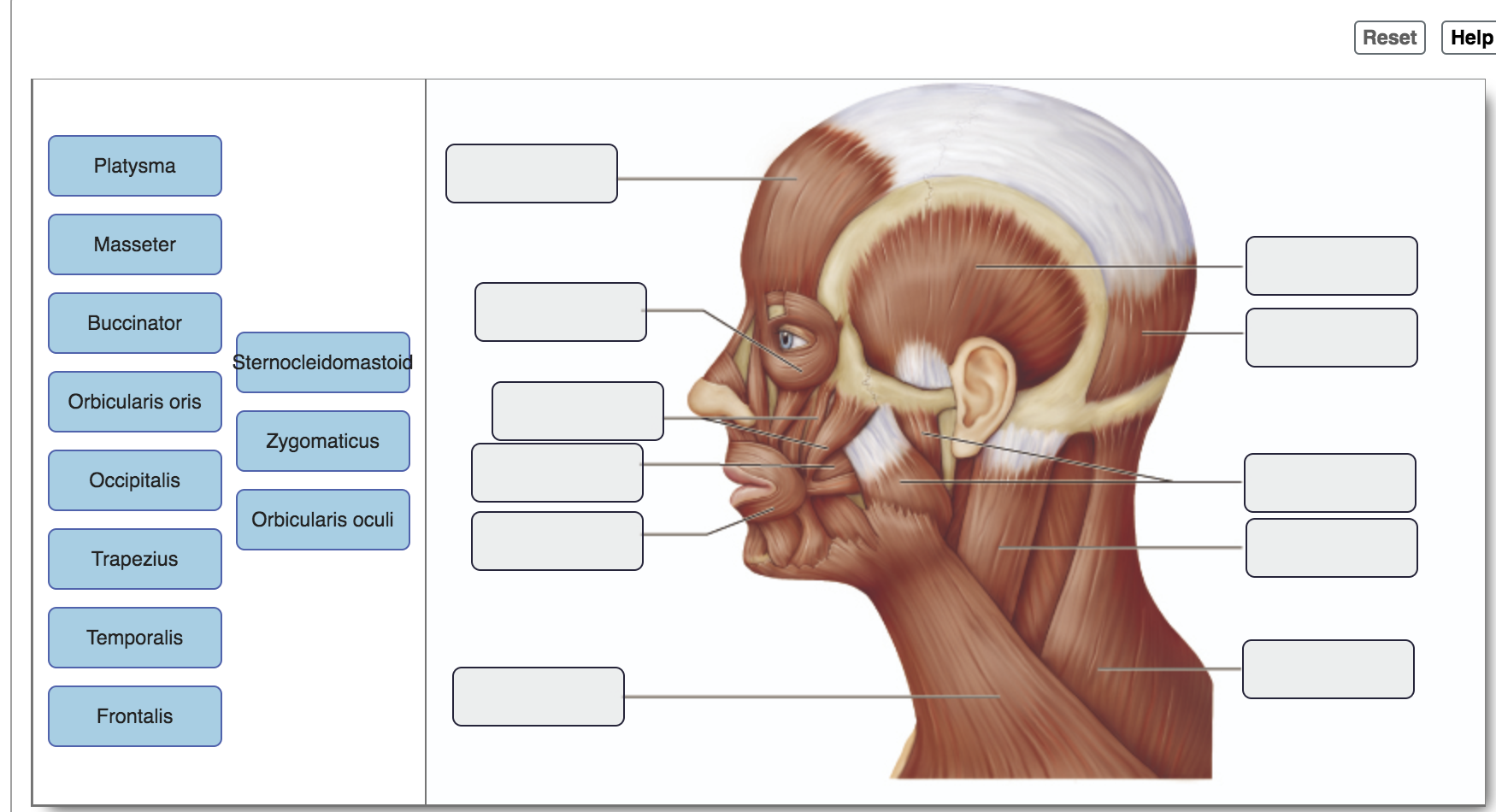 Solved Reset Help Platysma Masseter Buccinator Chegg