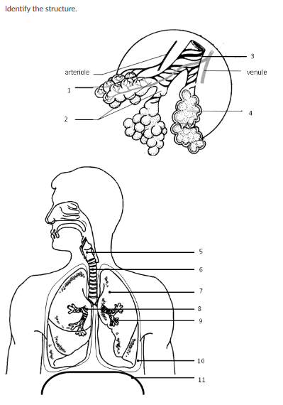 Solved Identify the structure. | Chegg.com