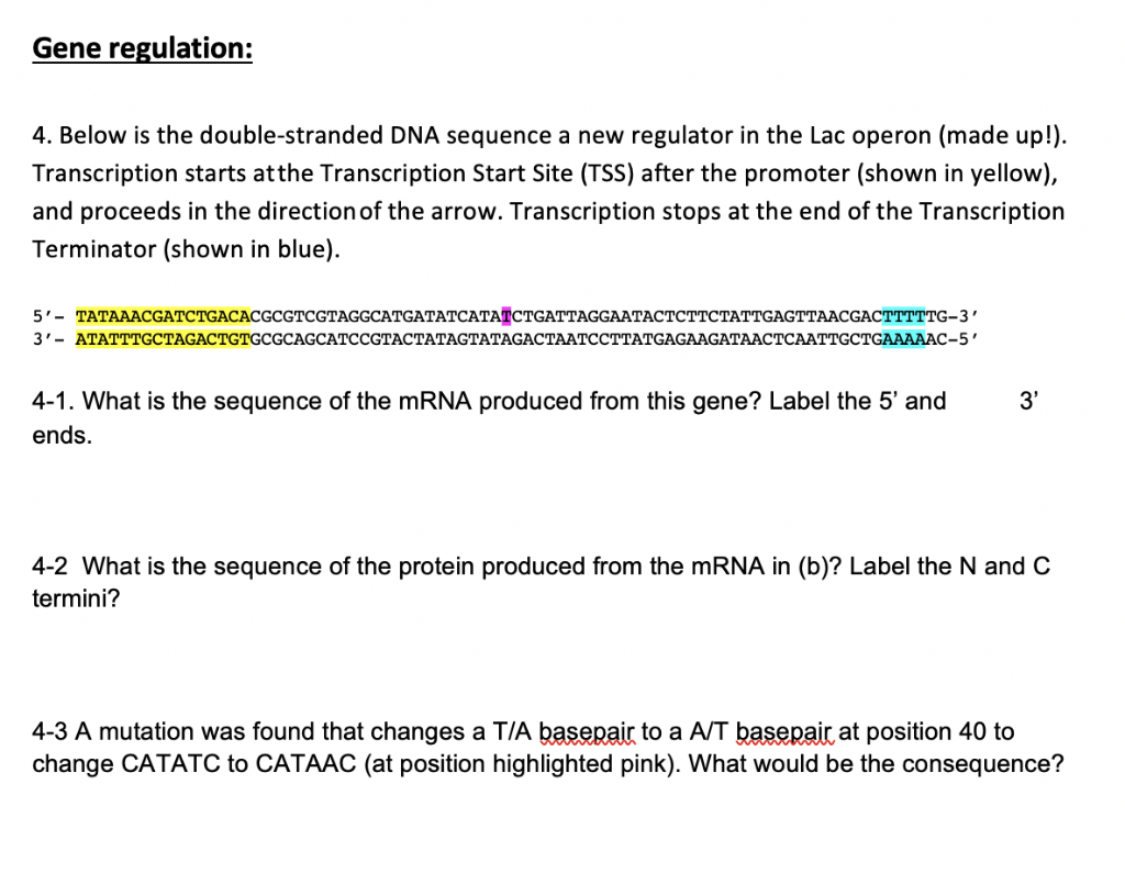 Solved Gene regulation: 4. Below is the double-stranded DNA | Chegg.com