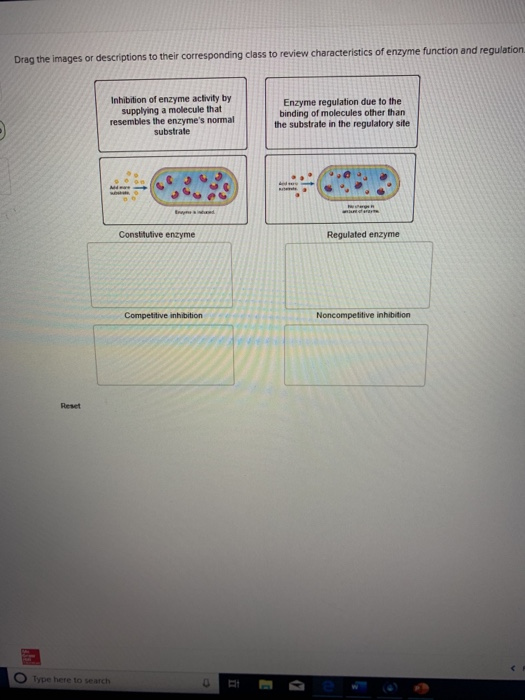 Solved Drag the images or descriptions to their
