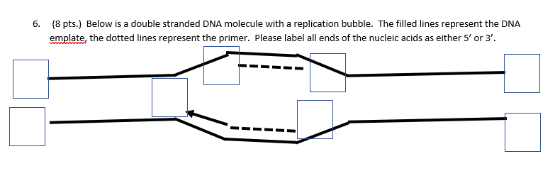 Solved 6. (8 pts.) Below is a double stranded DNA molecule | Chegg.com