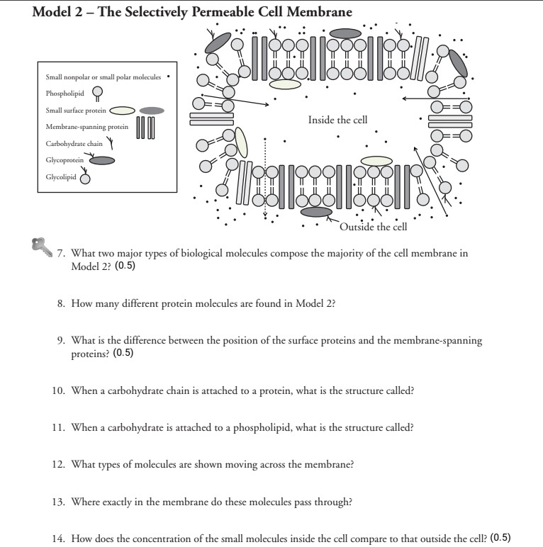 Solved Model 2 - ﻿The Selectively Permeable Cell | Chegg.com