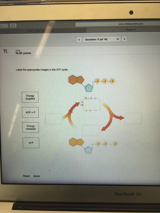Solved Question 11 (of 14) 11. 10.00 points Label the | Chegg.com