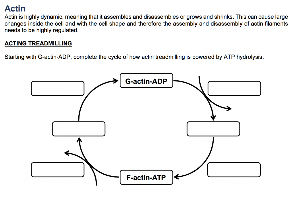 Solved Actin Actin is highly dynamic, meaning that it | Chegg.com