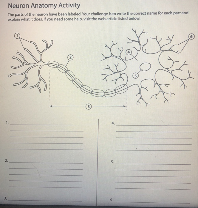 Solved Neuron Anatomy Activity The parts of the neuron have Chegg com