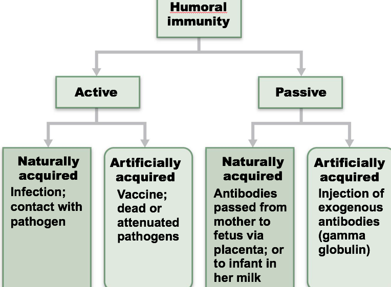 active and passive humoral immunity
