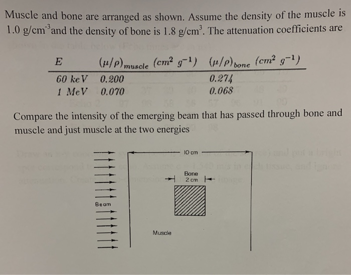 Solved Muscle and bone are arranged as shown. Assume the | Chegg.com