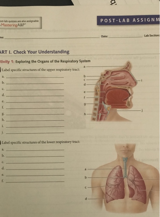 Solved PRE-LAB ASSIGNMENTS Pre-lab in Maste To maximize | Chegg.com