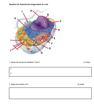 Solved Question 04. Examine the image below of a cell. с D E | Chegg.com