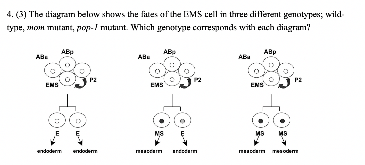 Solved 4.(3) The diagram below shows the fates of the EMS | Chegg.com