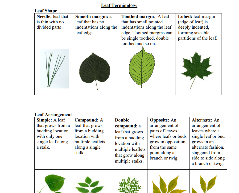 Dichotomous Key Reading, 41% OFF