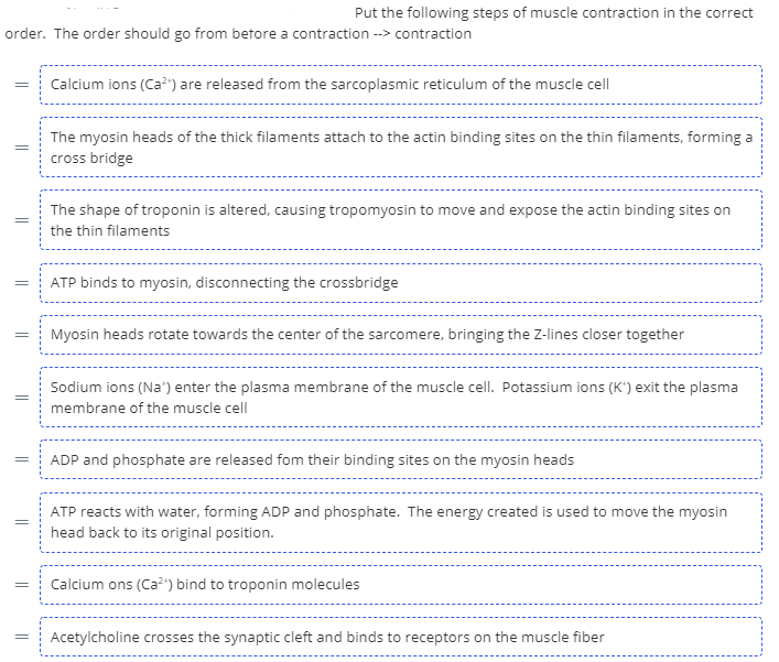 solved-put-the-following-steps-of-muscle-contraction-in-the-chegg