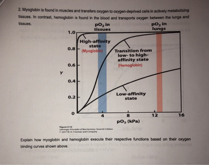 Myoglobin: definition, structure and function | GetBodySmart