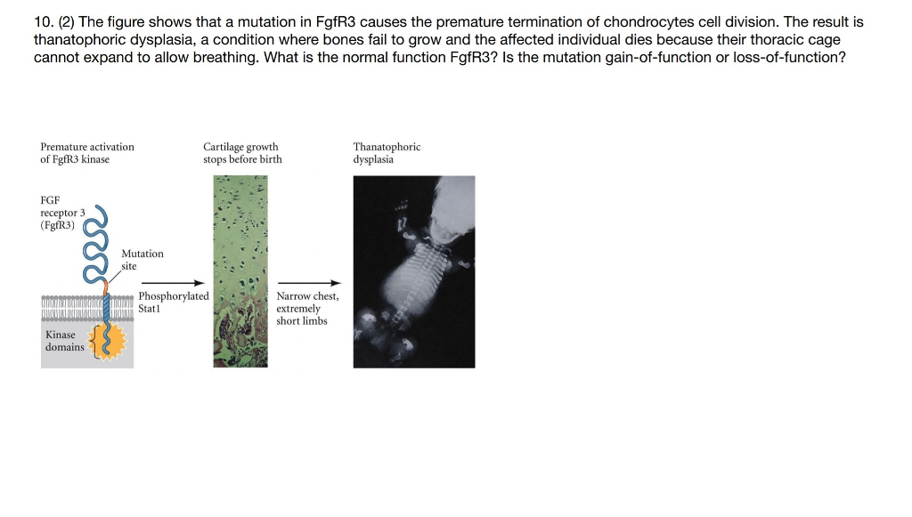 Solved 10. (2) The figure shows that a mutation in FgfR3 | Chegg.com