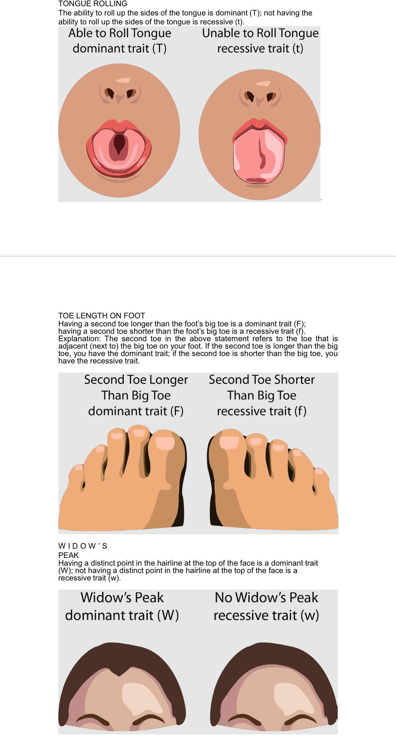 Solved Free earlobe dominant trait (E) Attached earlobe | Chegg.com