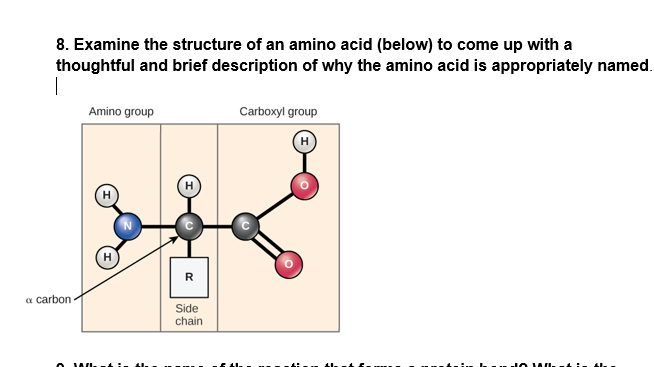 Solved 8. Examine the structure of an amino acid (below) to | Chegg.com