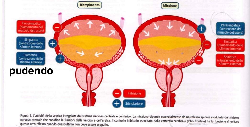 muscolo detrusore