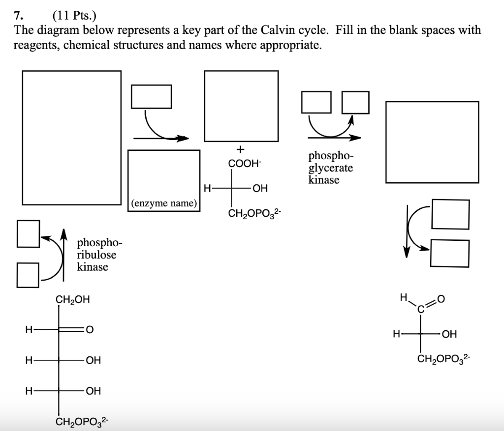 calvin cycle blank diagram