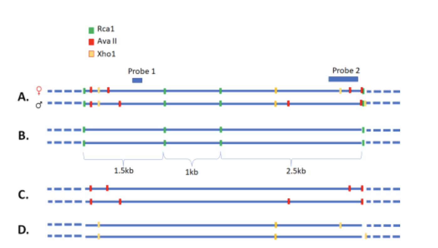 Solved Which DNA fragment(s) in example C is/are detected by | Chegg.com