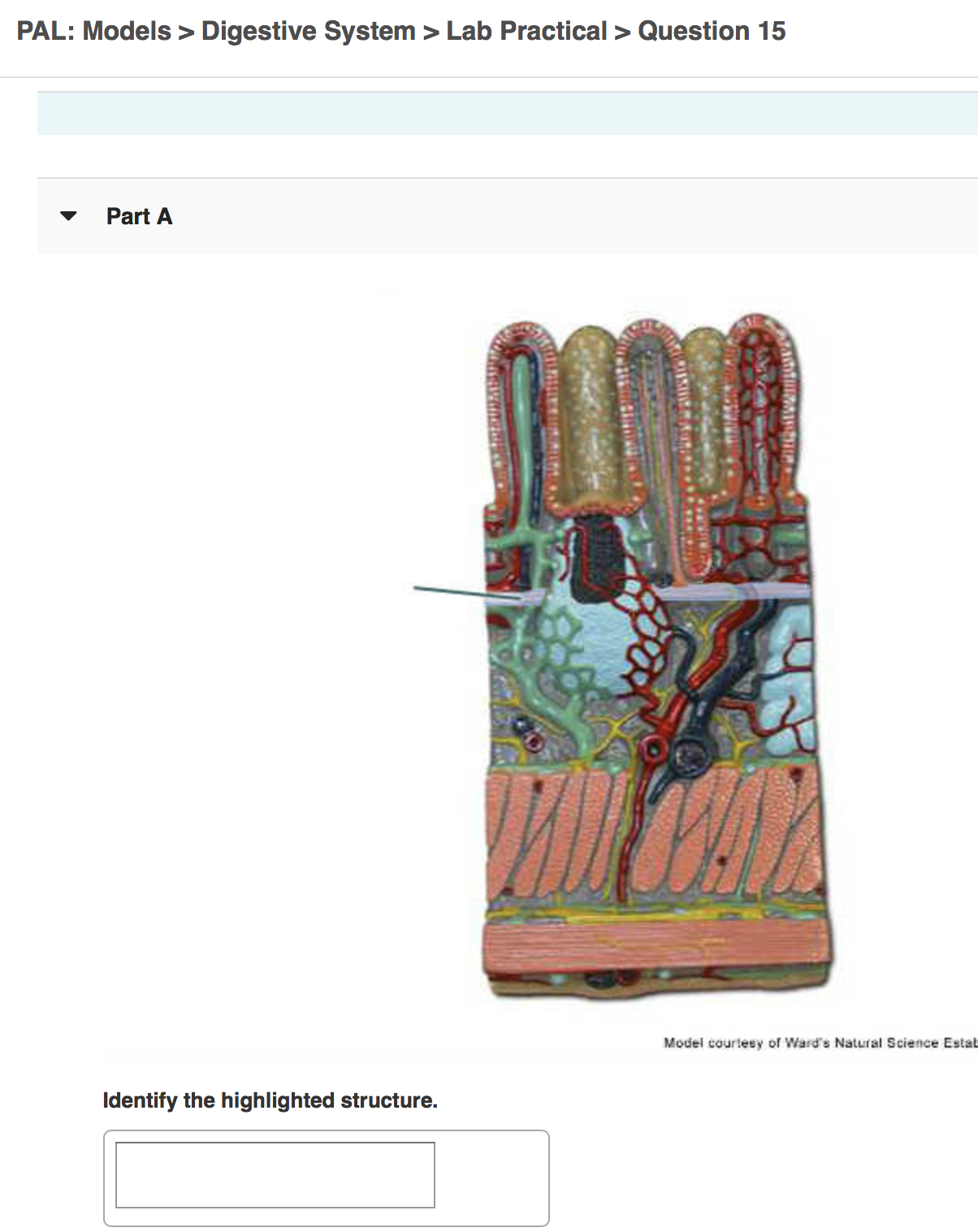 Solved PAL Histology > Digestive System > Lab Practical >