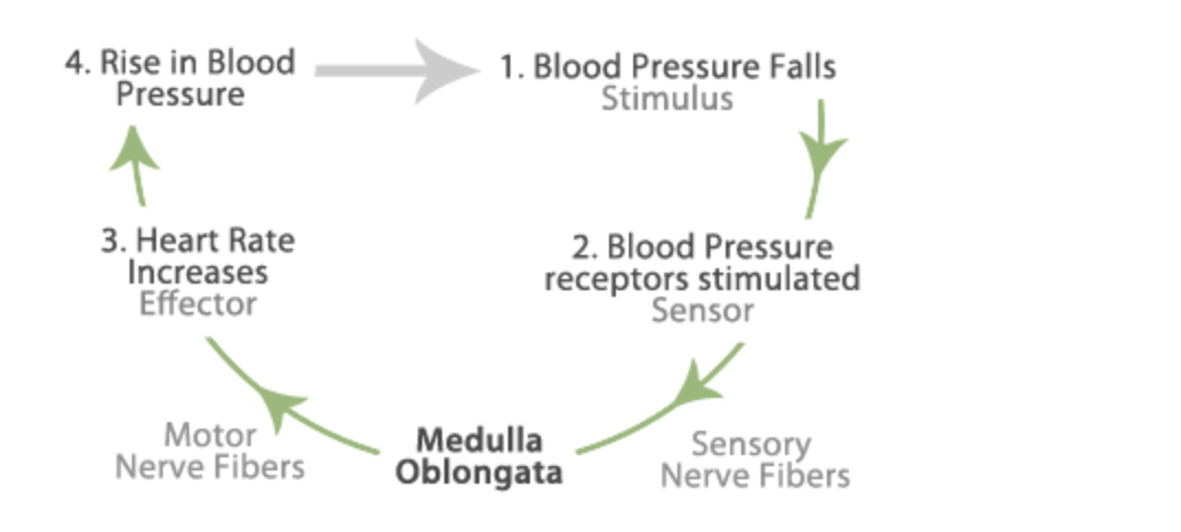 if-a-person-s-blood-pressure-decreases-receptors-in-chegg