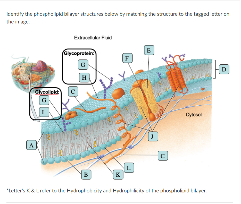 Solved These Are The Options Pore Phospholipids Lipid Chegg Com