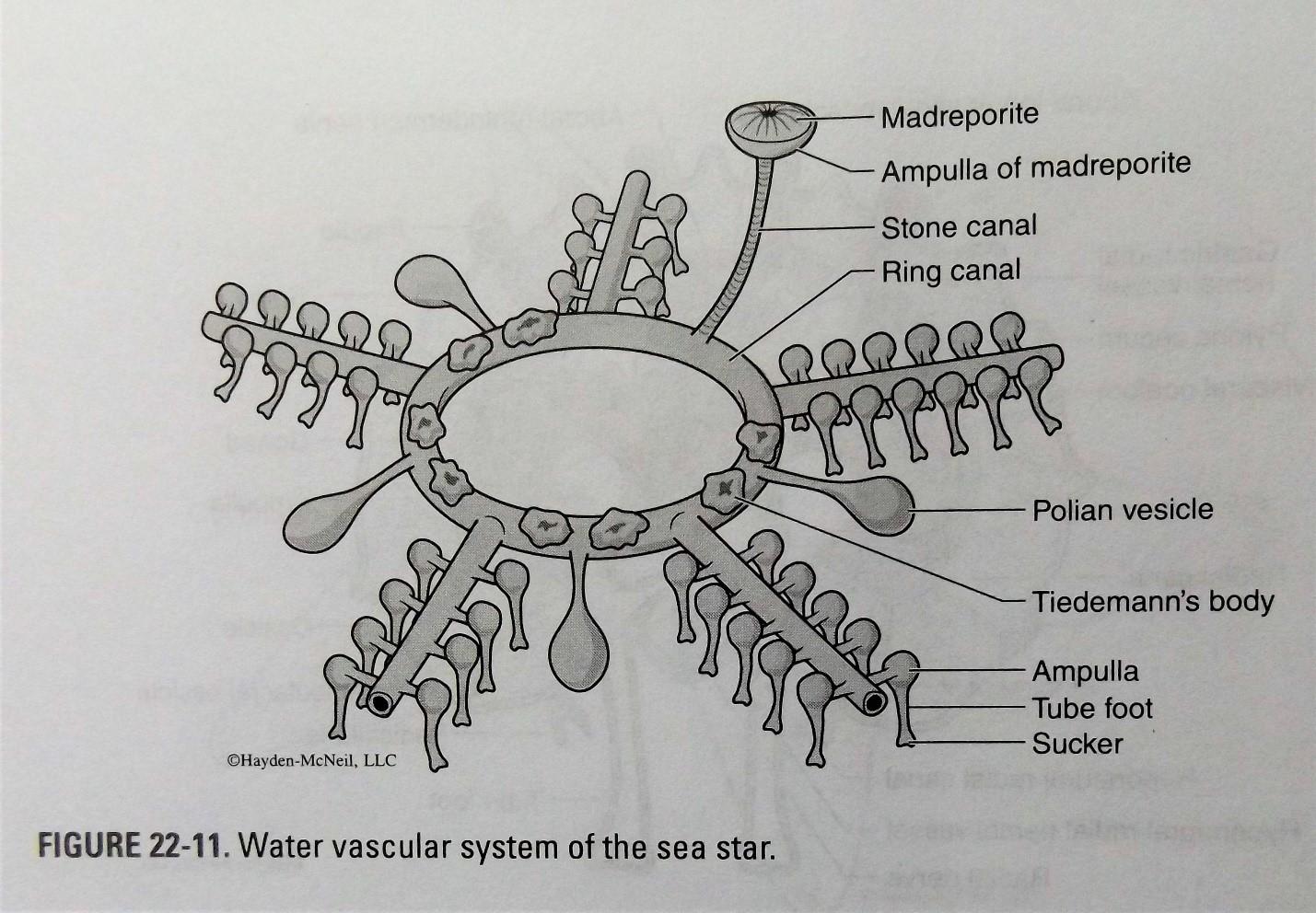 Water Vascular System - Wikipedia, The Free Encyclopedia PDF
