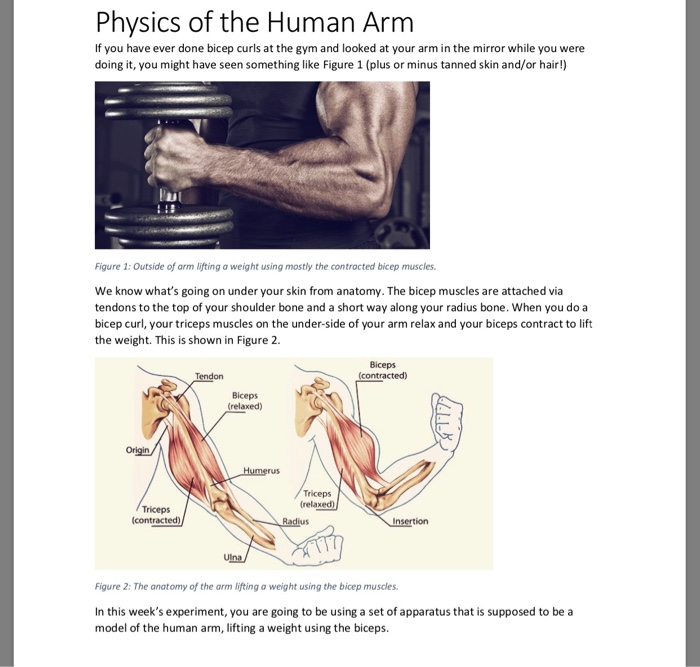 Solved Physics of the Human Arm If you have ever done bicep