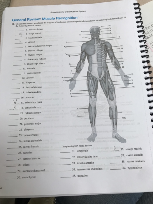 diagram-blank-muscle-diagram-and-answers-mydiagram-online